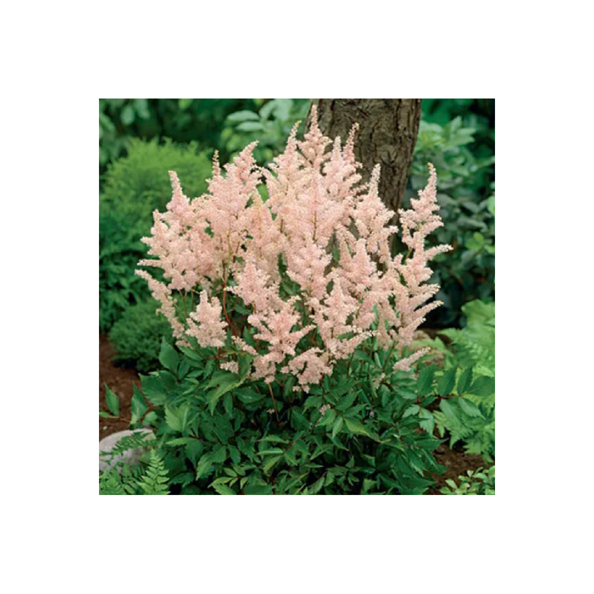 Čechrava Peach Blossom - Astilbe japonica - cibuloviny - 1 ks