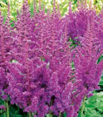 Čechrava modrá - Astilbe - cibuloviny - 1 ks
