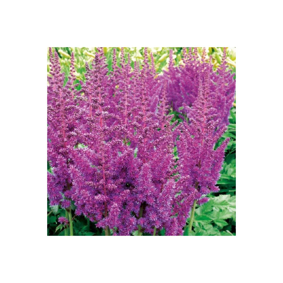 Čechrava modrá - Astilbe - cibuloviny - 1 ks