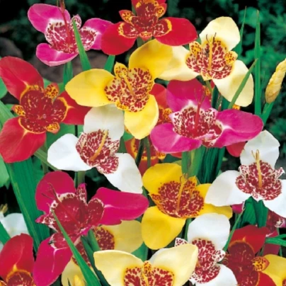 Tygřice mix - Tigridia - cibuloviny - 3 ks