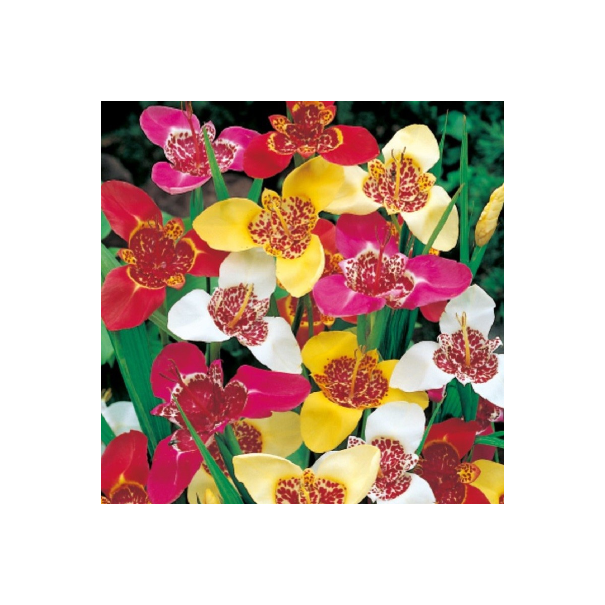 Tygřice mix - Tigridia - cibuloviny - 3 ks