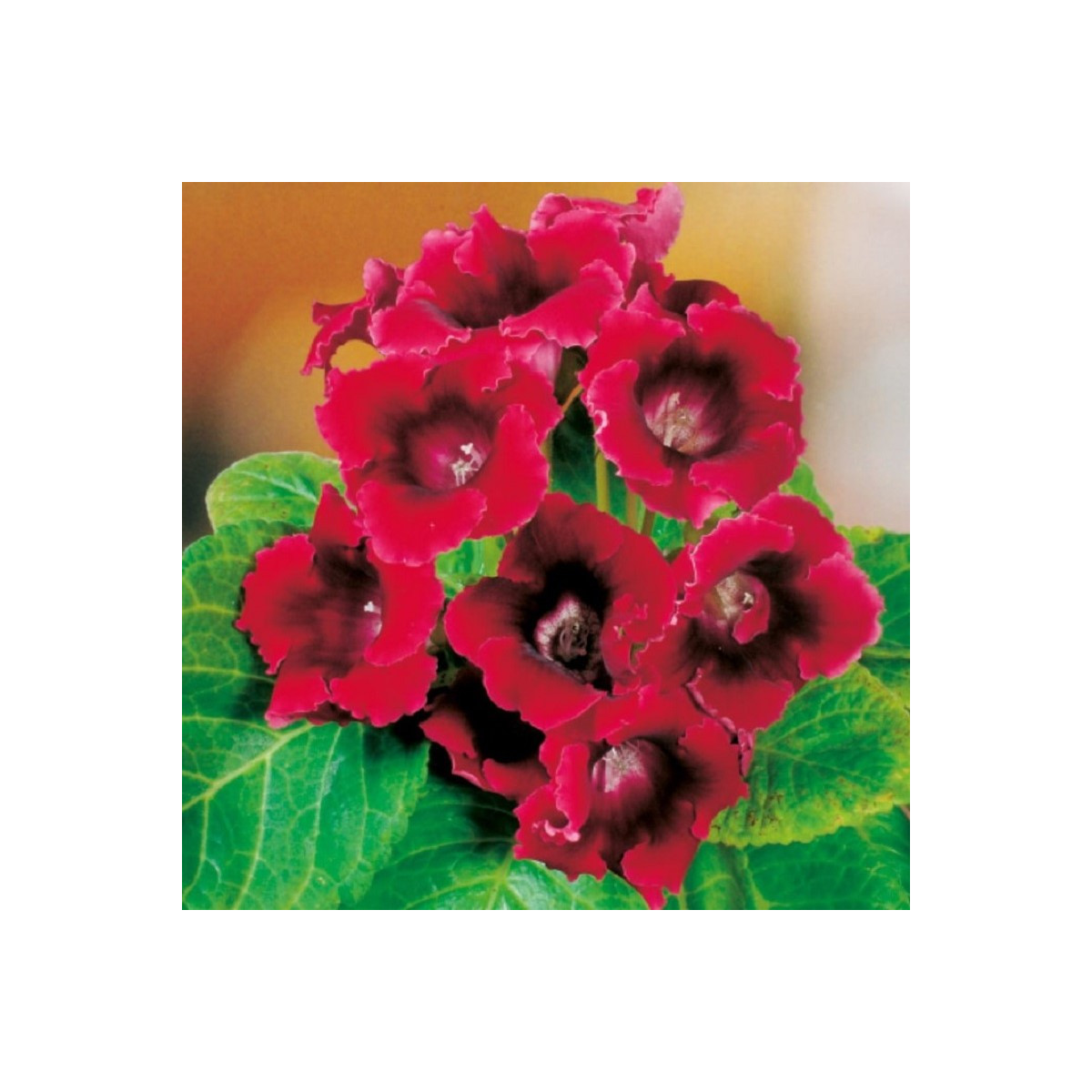 Gloxiníe Defiance - Sinningia - cibuloviny - 1 ks