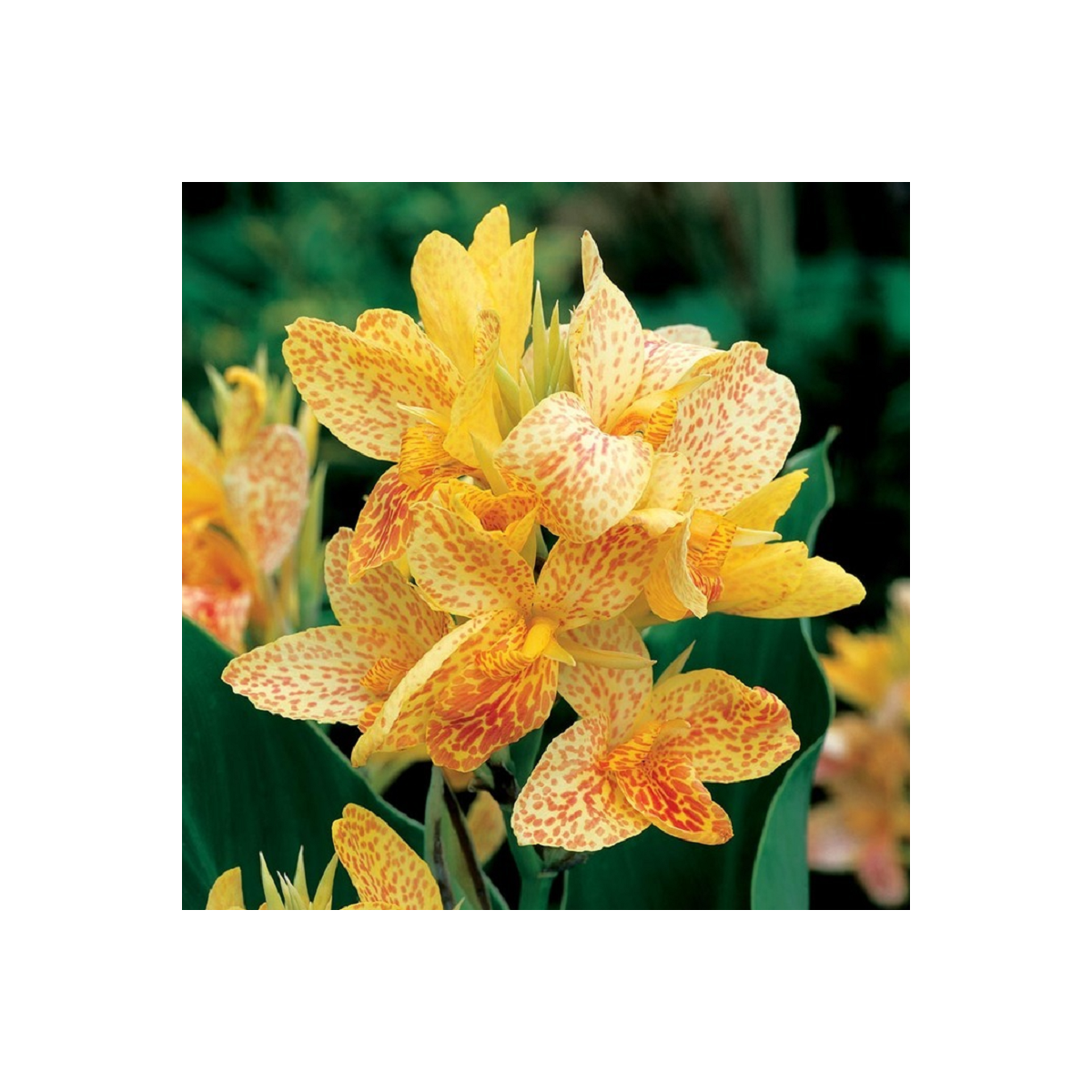 Dosna Picasso - Canna - cibuloviny - 1 ks