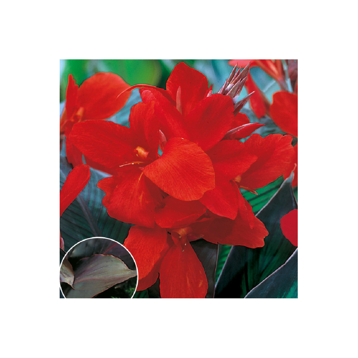 Dosna Black Knight - Canna - cibuloviny - 1 ks