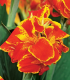 Dosna Queen Charlotte - Canna - cibuloviny - 1 ks