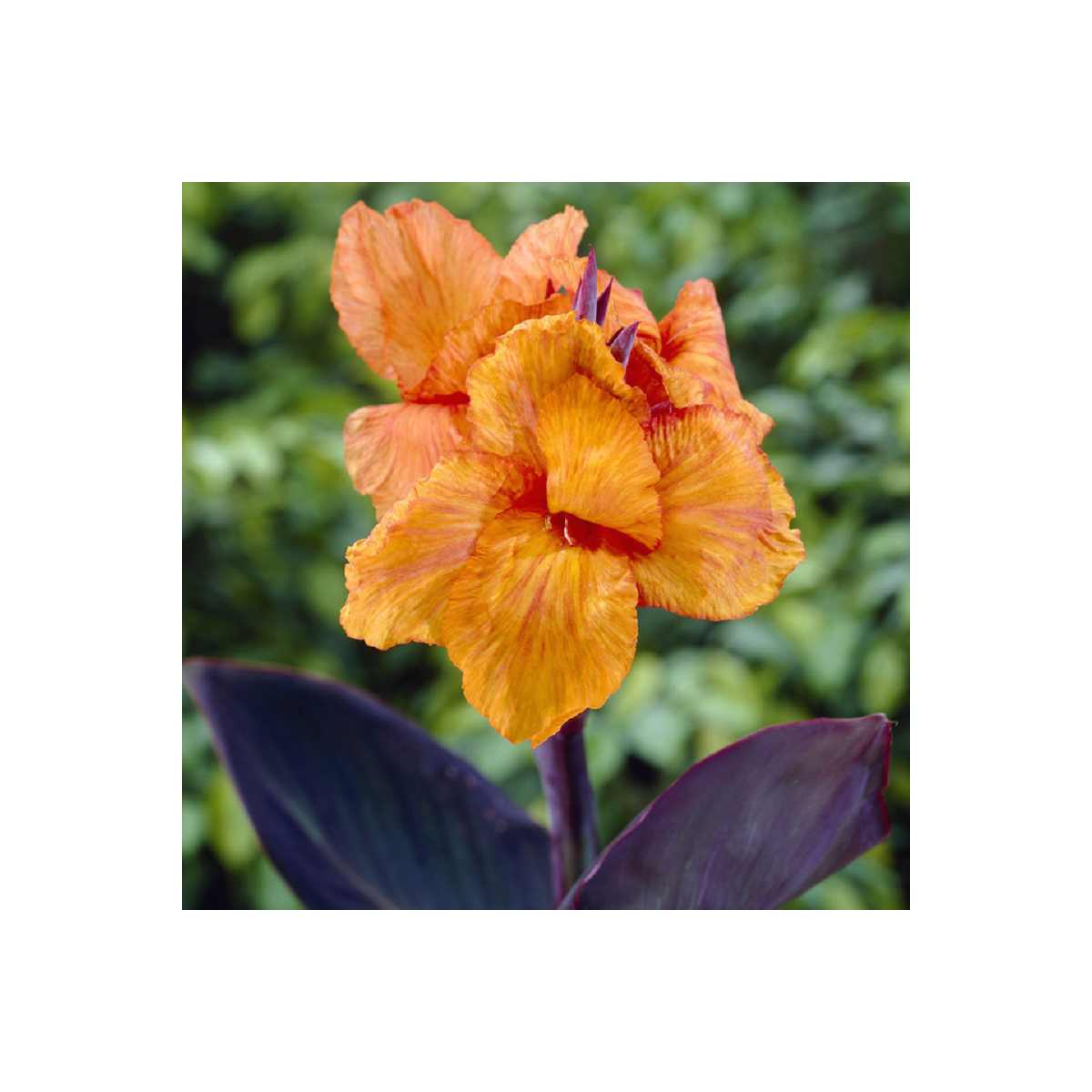 Dosna Wyoming - Canna - cibuloviny - 1 ks