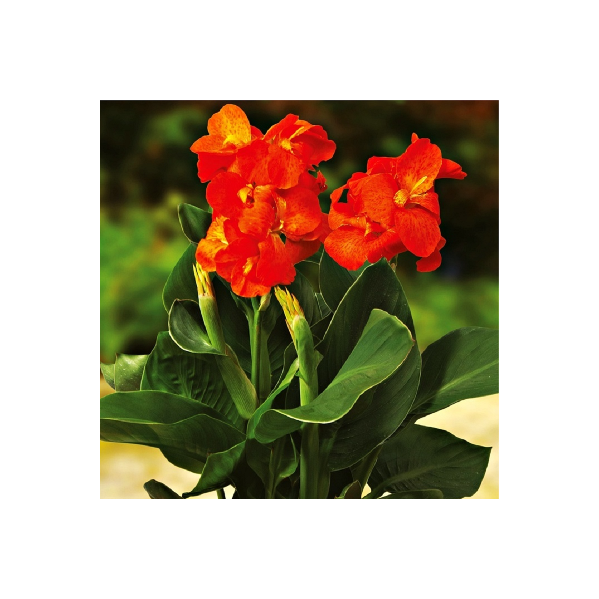 Dosna Happy Cleo - Canna - cibuloviny - 1 ks