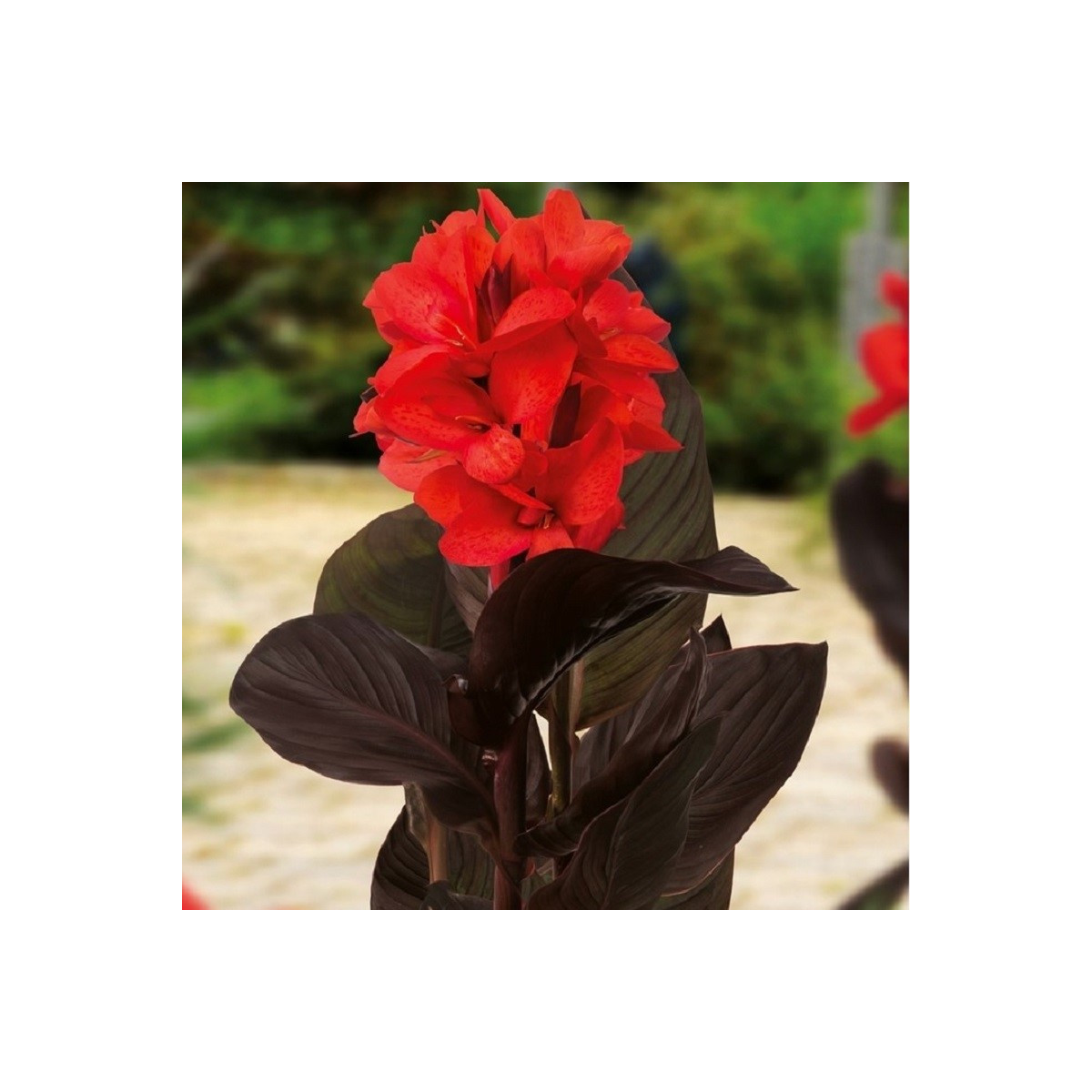 Dosna Happy Julia - Canna - cibuloviny - 1 ks