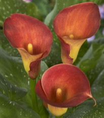 Kala Captain Trinity - Zantedeschia - cibuloviny - 1 ks