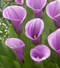 Kala Captain Violetta - Zantedeschia - cibuloviny - 1 ks