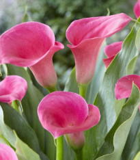 Kala Captain Samba - Zantedeschia - cibuloviny - 1 ks