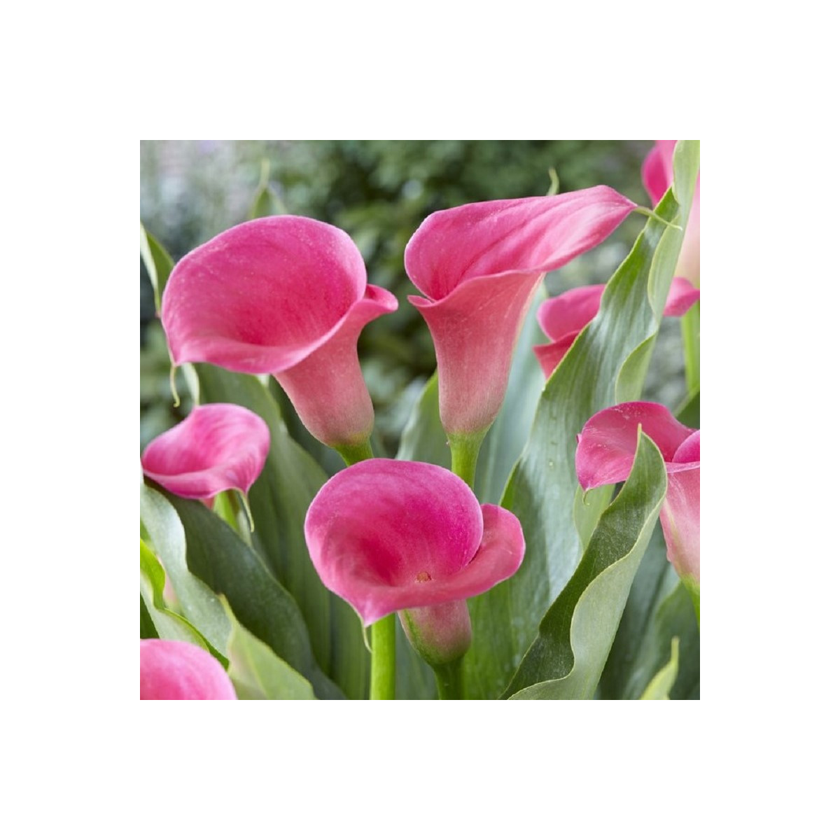 Kala Captain Samba - Zantedeschia - cibuloviny - 1 ks