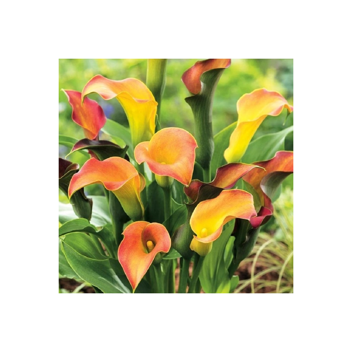 Kala Captain Lido - Zantedeschia - cibuloviny - 1 ks