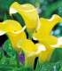 Kala Black Magic - Zantedeschia - cibuloviny - 1 ks