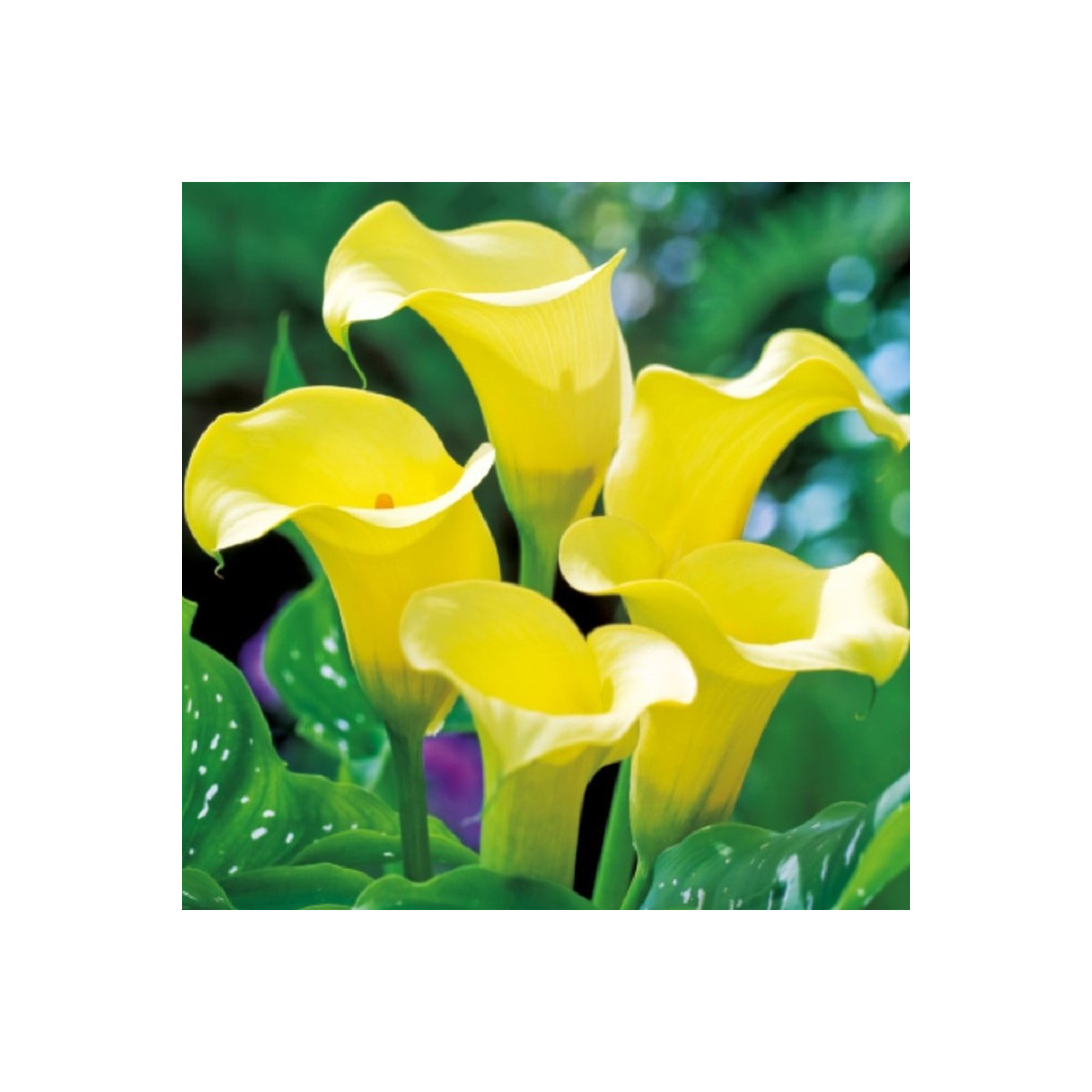 Kala Black Magic - Zantedeschia - cibuloviny - 1 ks