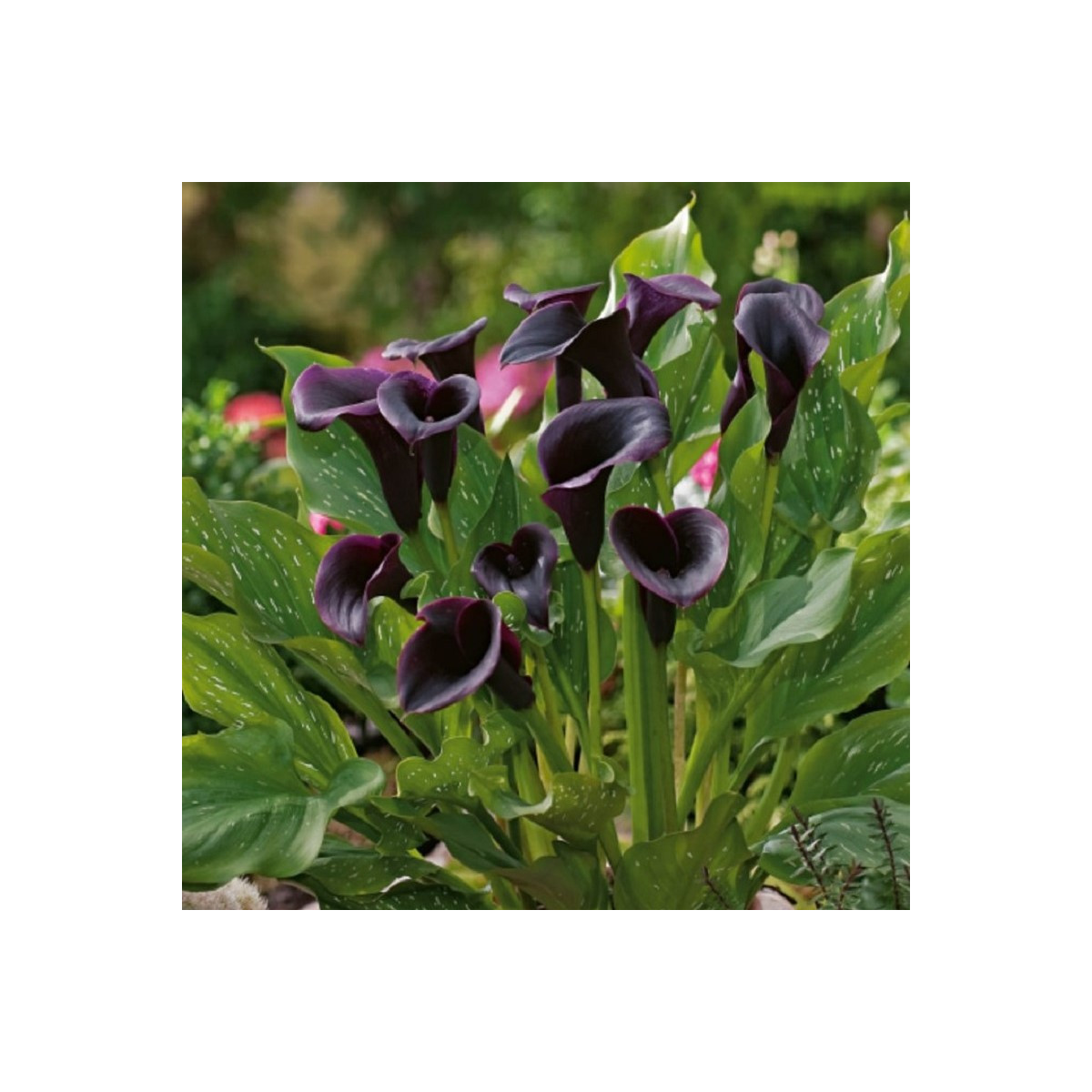 Kala Odessa - Zantedeschia - cibuloviny - 1 ks