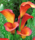 Kala Mango - Zantedeschia - cibuloviny - 1 ks