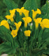 Kala Florex Gold - Zantedeschia - cibuloviny - 1 ks