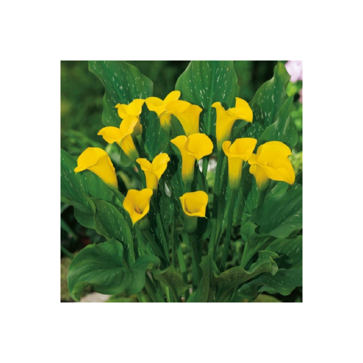 Kala Florex Gold - Zantedeschia - cibuloviny - 1 ks