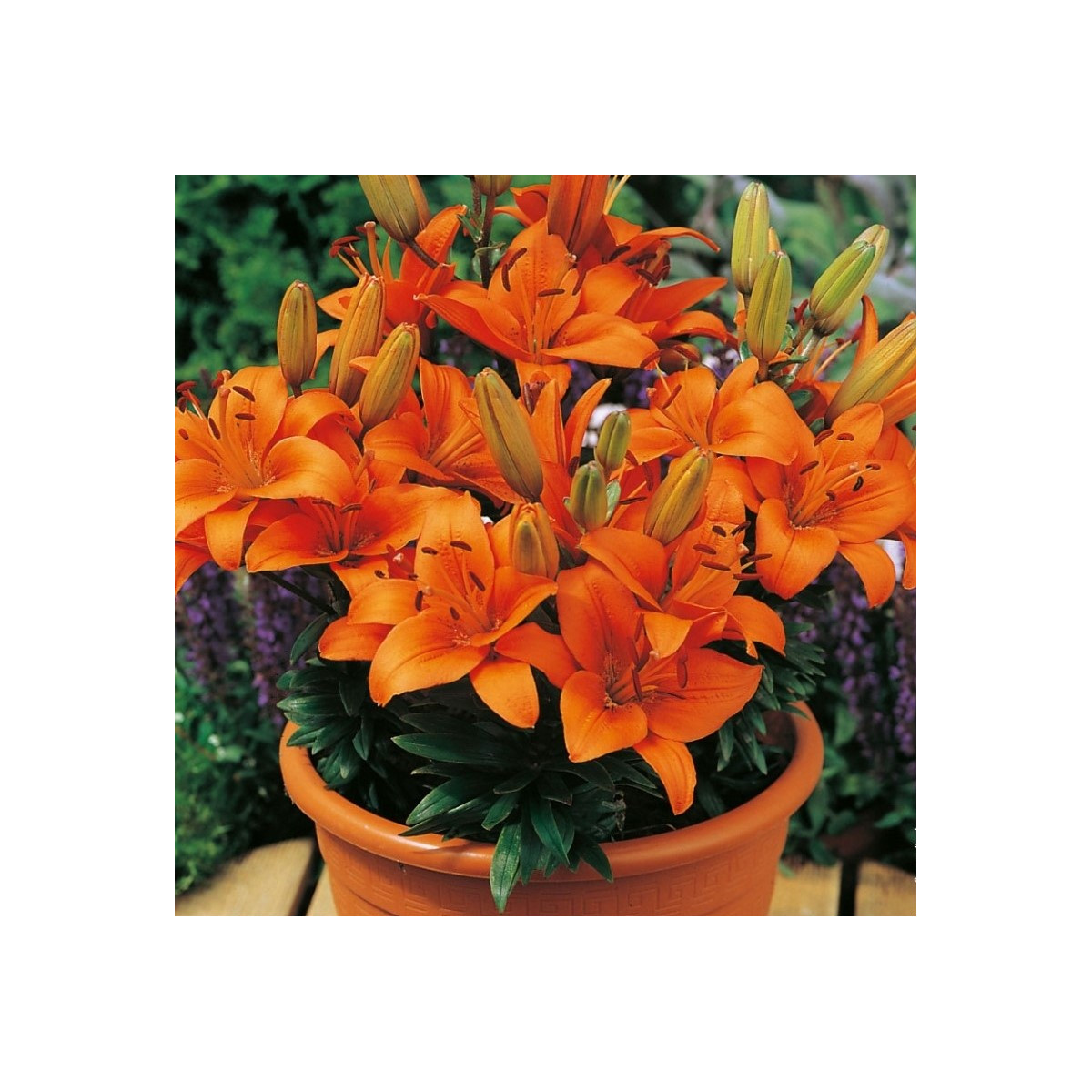 Lilie Abbersville Pride - Lilium - cibuloviny - 1 ks