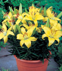 Lilie Bright Pixie - Lilium - cibuloviny - 1 ks