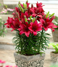Lilie Cavoli - Lilium - cibuloviny - 1 ks