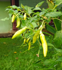 Paprika Sweet Banana - Capsicum annuum - semena - 7 ks