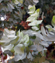 Eukalyptus Silver dollar - Eucalyptus cinerea - semena - 7 ks