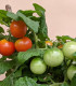 Rajče keříčkové balkónové Tomfall - Solanum lycopersicum - semena - 20 ks