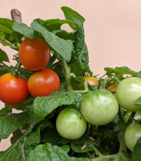Rajče keříčkové balkónové Tomfall - Solanum lycopersicum - semena - 20 ks