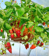 Jahodník Summer Breeze Snow F1 - Fragaria - semena - 10 ks