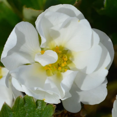 Jahodník Summer Breeze Snow F1 - Fragaria ananassa - semena - 10 ks