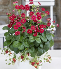 Jahodník Summer Breeze Rose F1 - Fragaria ananassa - semena - 10 ks