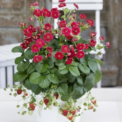 Jahodník Summer Breeze Rose F1 - Fragaria ananassa - semena - 10 ks