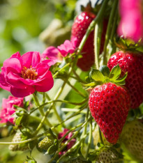 Jahodník Summer Breeze Cherry F1 - Fragaria - semena - 10 ks