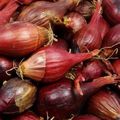 BIO Cibule sazečka Red Baron - Allium cepa - bio cibulky - 50 ks