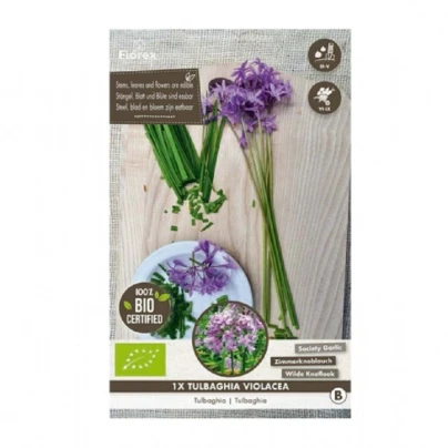 BIO Česnek divoký - Allium sativum - bio cibule česneku - 1 ks