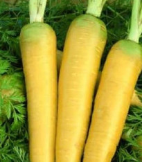 Mrkev Táborská žlutá - Daucus carota - semena - 150 ks