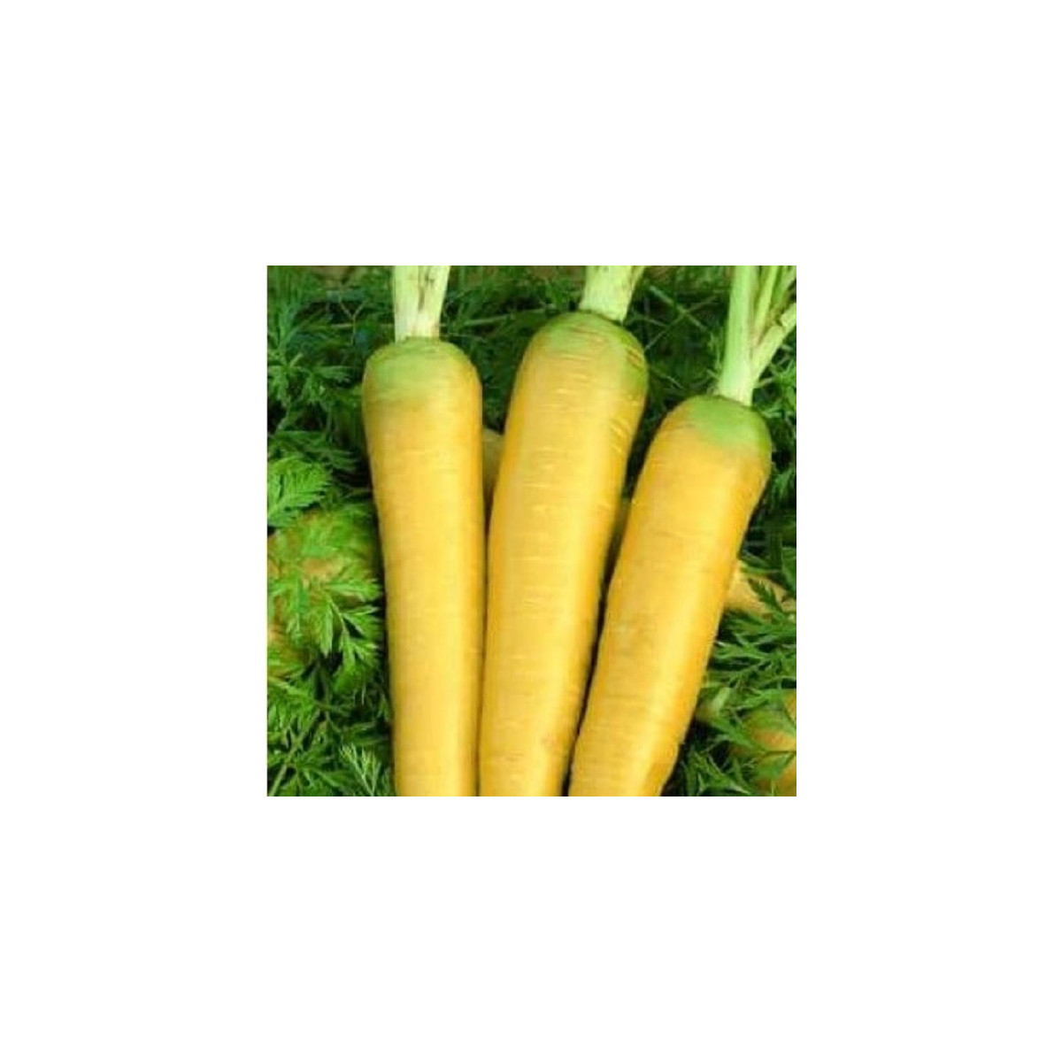 Mrkev Táborská žlutá - Daucus carota - semena - 150 ks