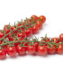 Rajče Gourmelito F1 - Solanum lycopersicum - semena - 6 ks