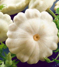 Patizon Delikates - Cucurbita pepo - semena - 15 ks