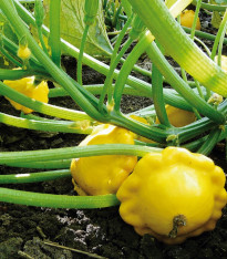 Patizon Sunseance F1 - Cucurbita pepo - semena - 15 ks