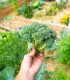 BIO Brokolice Calabrese Natalino - Brassica oleracea L. - bio semena - 30 ks