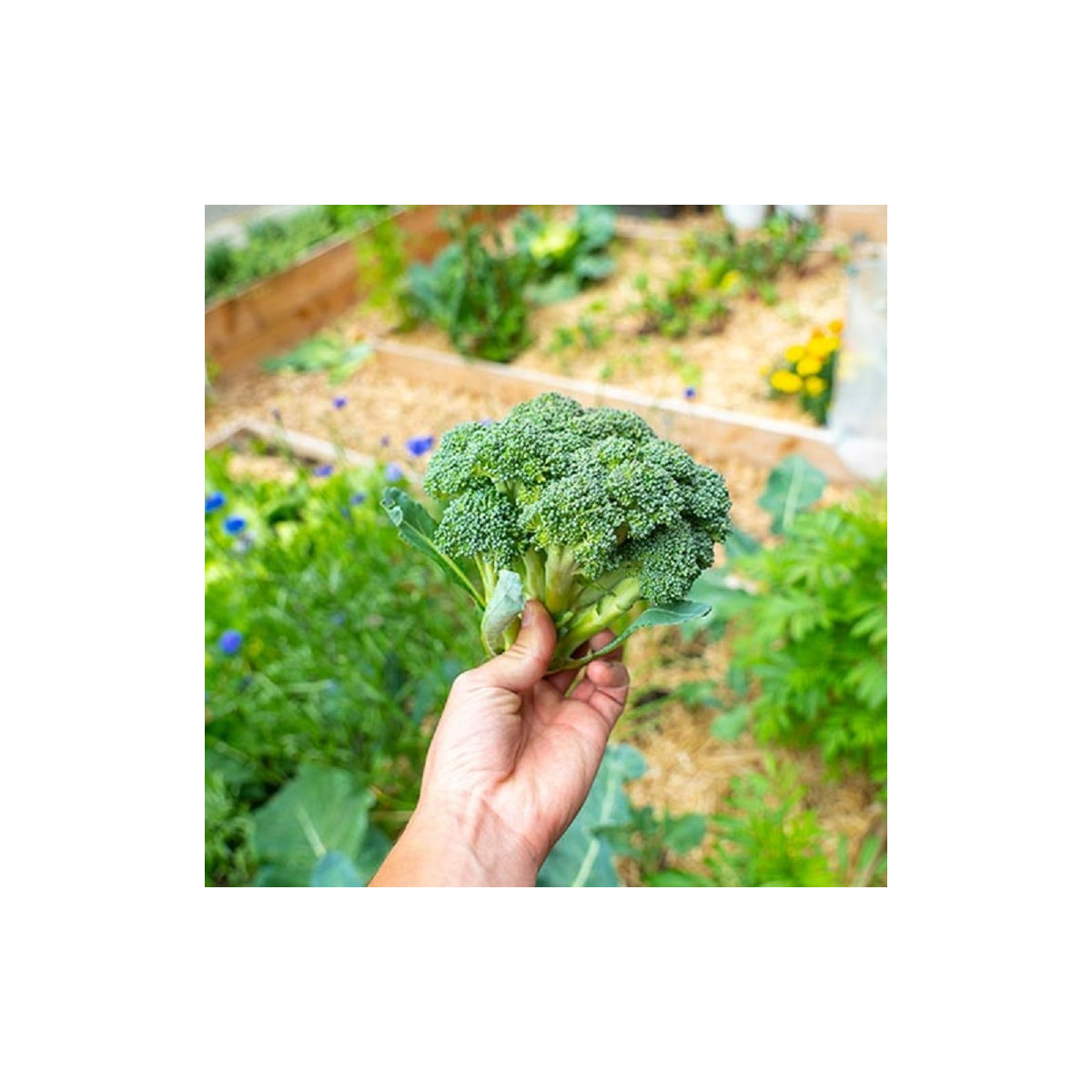 BIO Brokolice Calabrese Natalino - Brassica oleracea L. - bio semena - 30 ks
