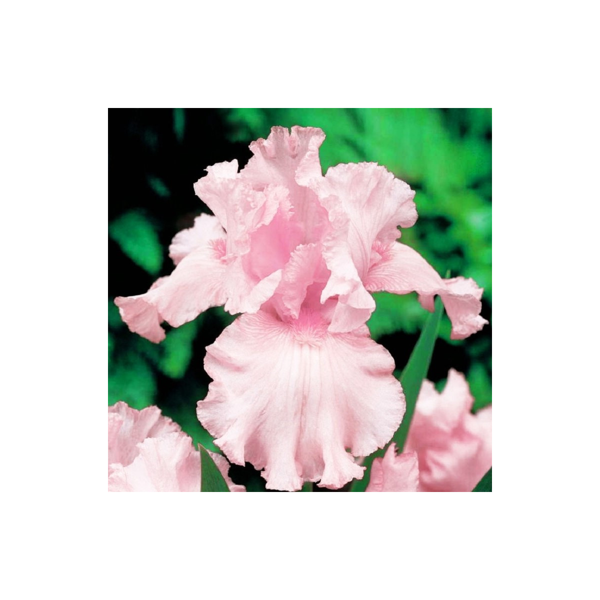 Kosatec růžový - Iris germanica - hlízy - 1 ks