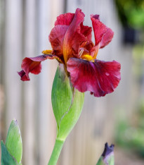 Kosatec německý Red Zinger - Iris germanica - hlízy - 1 ks