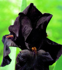 Kosatec Black Night – Iris germanica – hlízy kosatce