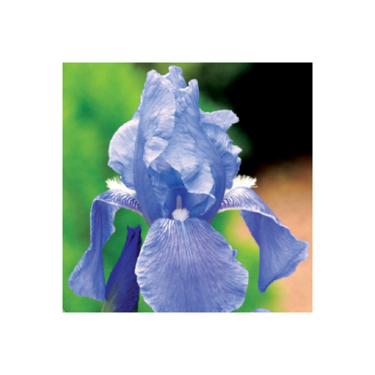 Kosatec německý modrý - Iris germanica - hlízy - 1 ks