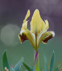 Kosatec nízký Ritz - Iris pumila - hlízy - 1 ks