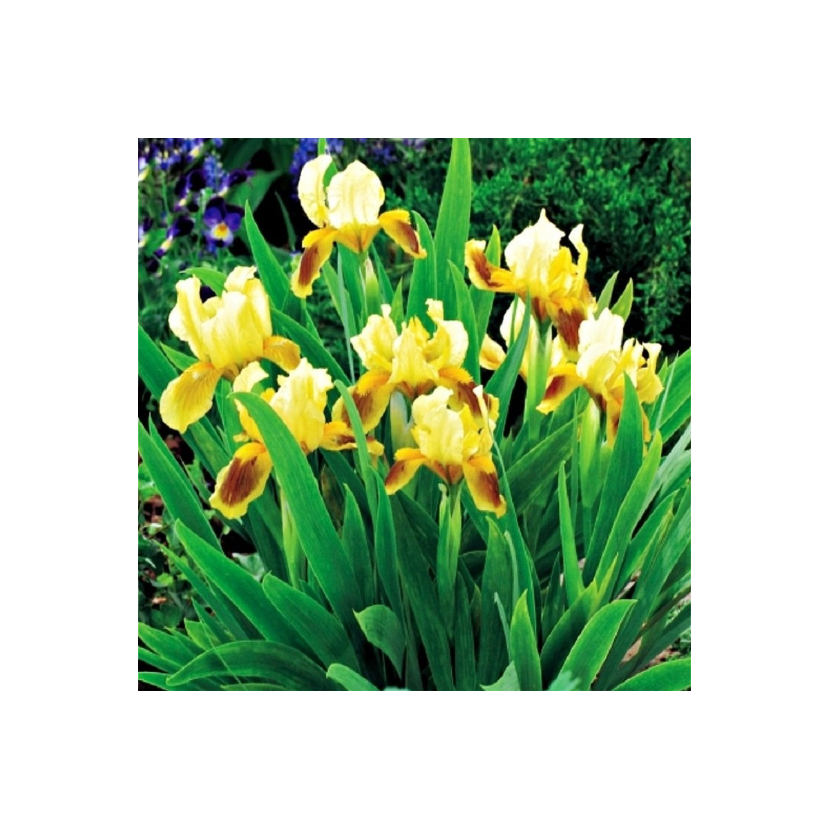 Kosatec nízký Ritz - Iris pumila - hlízy - 1 ks